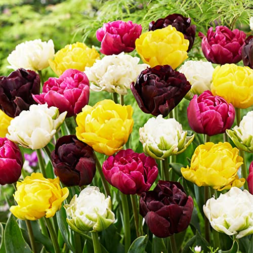 25x Doppelt blühend Tulpenzwiebeln Frühlingsmischung | Exklusive Tulpen Zwiebeln aus Holland | Mindestens 5 verschiedene Sorten und Farben | Winterharte und mehrjährig Tulpen für Garten Töpfe Balkon von DUTCH BULBS EXCLUSIVE PLANTS FROM HOLLAND