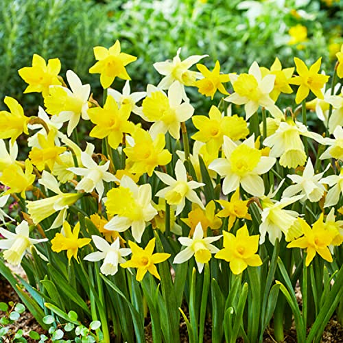 Botanische duftende Narzissen Zwiebeln Kollektion (25 Osterglocken Zwiebeln), mehrjährig und winterhart, Blumenzwiebeln Mix aus Holland für Garten und Topf, 6-7 Sorten (kein Samen, nicht künstlich) von DUTCH BULBS EXCLUSIVE PLANTS FROM HOLLAND