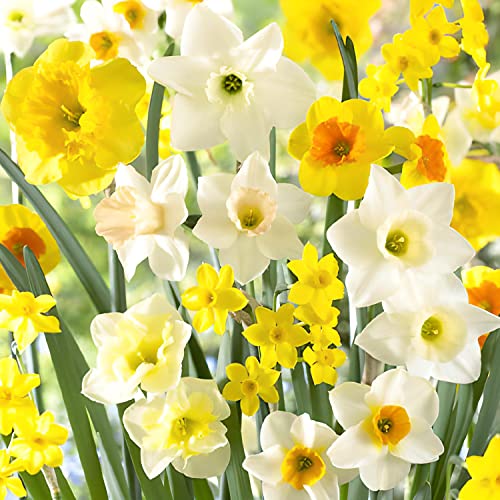 Spectrum duftende Narzissen Zwiebeln Kollektion (25 Osterglocken Zwiebeln), mehrjährig und winterhart, Blumenzwiebeln Mix aus Holland für Garten und Topf, 6-7 Sorten (kein Samen, nicht künstlich) von DUTCH BULBS EXCLUSIVE PLANTS FROM HOLLAND