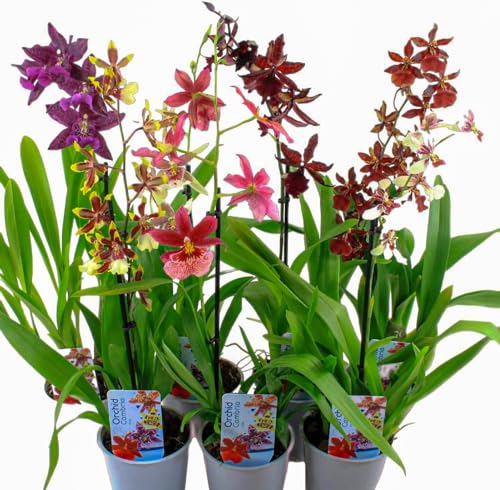 Echte Cambria Orchideen, 3 große Zimmerpflanzen 30-40 cm hoch, mit Blüten, 3 Sorten Mischung aus Holland, 3 Farben, leicht duftend (keine Samen und nicht künstliche Orchidee, ohne Dünger und mit Topf) von DUTCH BULBS EXCLUSIVE PLANTS FROM HOLLAND