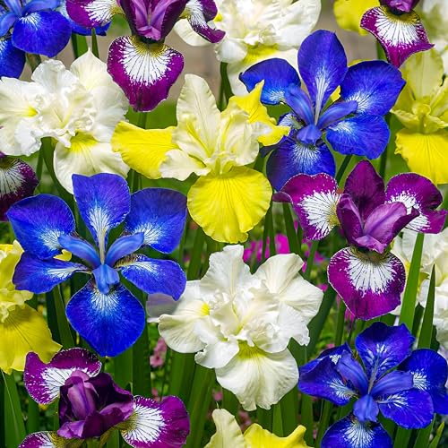 5 x Iris Schwertlilien Sibirica Pflanzen Kollektion, Mix von 5 Sorten, Große winterharte Nacktwurzel mehrjährige Stauden aus Holland (kein Samen) von DUTCH BULBS EXCLUSIVE PLANTS FROM HOLLAND
