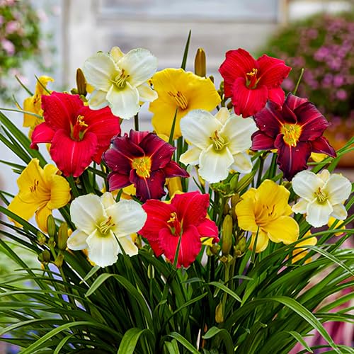 Winterharte Taglilien Kollektion (5 Pflanzen), Mix von 5 Hemerocallis Sorten, große Winterharte Stauden aus Holland (kein Samen, Zwiebeln und nicht künstlich), Weiß-Rot-Rosa-Violett Farben Hybriden von DUTCH BULBS EXCLUSIVE PLANTS FROM HOLLAND