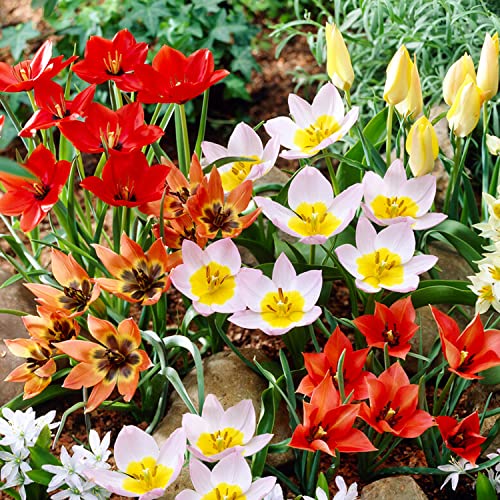 50 x Botanische Tulpen-Mischung | Exklusive Tulpenzwiebeln aus Holland | Mindestens 5 verschiedene Sorten und Farben | Winterharte und mehrjährig Zwiebel für Garten, Töpfe und Balkon. von DUTCH BULBS EXCLUSIVE PLANTS FROM HOLLAND