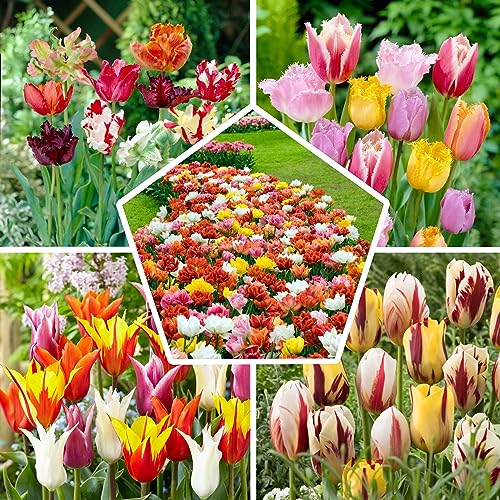 50x Tulpenzwiebeln Mix, Winterhart und Mehrjährig, Mischung aus 15 Sorten, Tulpen 50 Stück fur Garten, Töpfe und Balkon, Winterharte Frühblüher aus Holland (Kein Samen), Holländische Blumenzwiebeln von DUTCH BULBS EXCLUSIVE PLANTS FROM HOLLAND