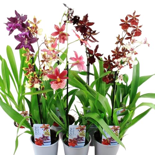 Echte Cambria Orchideen, 5 große Zimmerpflanzen 30-40 cm hoch, mit Blüten, 5 Sorten Mischung aus Holland, 3 Farben, leicht duftend (keine Samen und nicht künstliche Orchidee, ohne Dünger und mit Topf) von DUTCH BULBS EXCLUSIVE PLANTS FROM HOLLAND