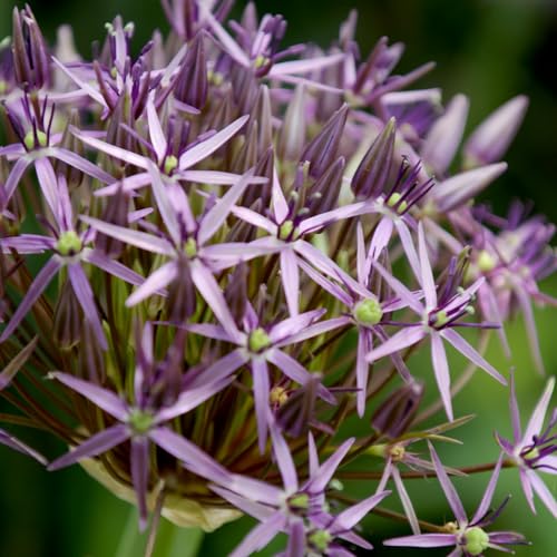 Allium Christophii (Packung mit 5 Zwiebeln), Riesen Zierlauch Giganteum, Mehrjährig, Winterharte Duftend Blumenzwiebeln aus Holland für Garten, Topf (große Knollen, kein Samen, nicht künstlich) von DUTCH BULBS EXCLUSIVE PLANTS FROM HOLLAND