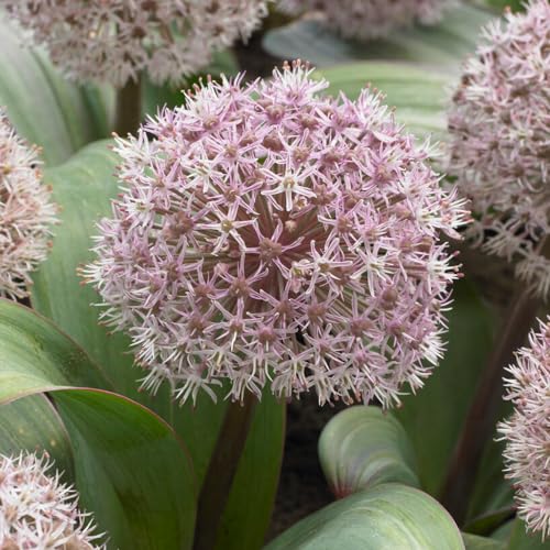 Allium Karataviense (Packung mit 5 Zwiebeln), Riesen Zierlauch Giganteum, Mehrjährig, Winterharte Duftend Blumenzwiebeln aus Holland für Garten, Topf (große Knollen, kein Samen, nicht künstlich) von DUTCH BULBS EXCLUSIVE PLANTS FROM HOLLAND