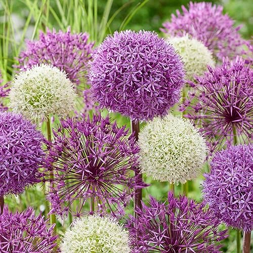 Allium Fantasia Budget Collection (15 Zwiebeln), Riesen Zierlauch Sammlung, Mehrjährig, Winterharte Duftend Blumenzwiebeln aus Holland für Garten, Topf (große Knollen, kein Samen, nicht künstlich) von DUTCH BULBS EXCLUSIVE PLANTS FROM HOLLAND