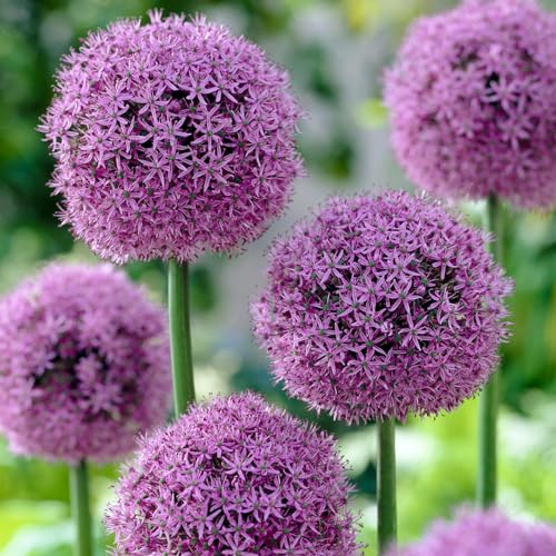 Allium Globemaster (Packung mit 5 Zwiebeln), Riesen Zierlauch Giganteum, Mehrjährig, Winterharte Duftend Blumenzwiebeln aus Holland für Garten, Topf (große Knollen, kein Samen, nicht künstlich) von DUTCH BULBS EXCLUSIVE PLANTS FROM HOLLAND