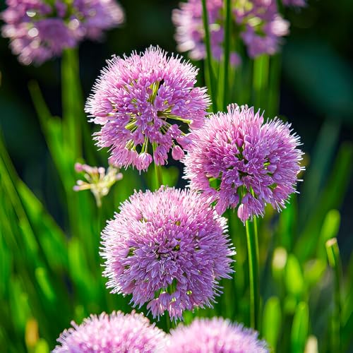 Allium Party Baloons (Packung mit 5 Zwiebeln), Riesen Zierlauch Giganteum, Mehrjährig, Winterharte Duftend Blumenzwiebeln aus Holland für Garten, Topf (große Knollen, kein Samen, nicht künstlich) von DUTCH BULBS EXCLUSIVE PLANTS FROM HOLLAND