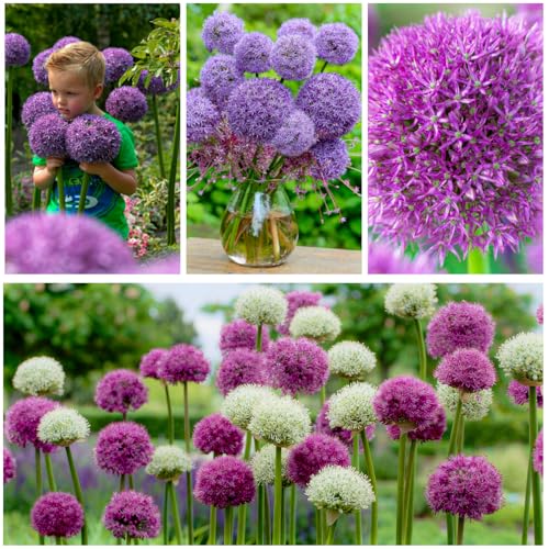 Allium Super Kollektion - 15 Mehrjährig Winterharte Zwiebeln - Riesen Zierlauch Mischung - Duftend Blumenzwiebeln aus Holland für Garten - Topf (große Knollen - kein Samen - nicht künstlich) von DUTCH BULBS EXCLUSIVE PLANTS FROM HOLLAND