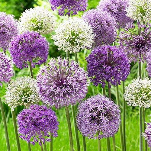 Allium Twin Towers (Packung mit 10 Zwiebeln), Riesen Zierlauch Giganteum, Mehrjährig, Winterharte Duftend Blumenzwiebeln aus Holland für Garten, Topf (große Knollen, kein Samen, nicht künstlich) von DUTCH BULBS EXCLUSIVE PLANTS FROM HOLLAND