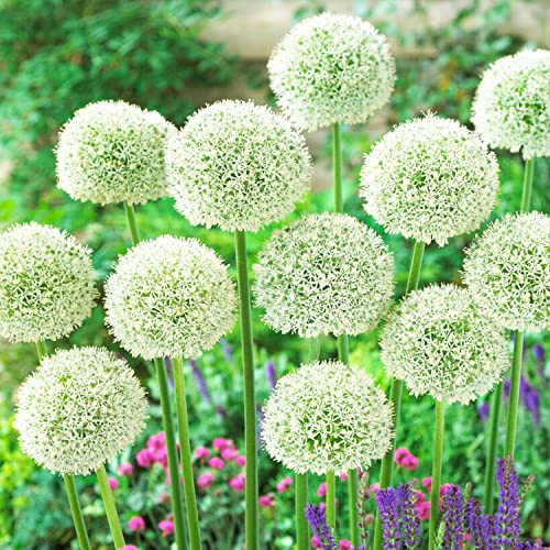 Allium White Giant (Packung mit 5 Zwiebeln), Riesen Zierlauch Giganteum, Mehrjährig, Winterharte Duftend Blumenzwiebeln aus Holland für Garten, Topf (große Knollen, kein Samen, nicht künstlich) von DUTCH BULBS EXCLUSIVE PLANTS FROM HOLLAND