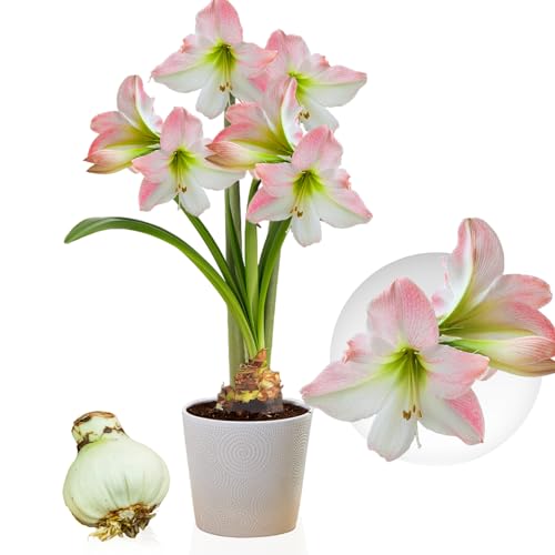 Amaryllis Apple Blossom Zwiebel, 1 Blumenzwiebel in Großformat 26/30, Exklusive, Blumenzwiebeln, Pflanzen und Blumen aus Holland, Echte Hippeastrum Zwiebeln (keine Samen, Wachs und nicht künstlich) von DUTCH BULBS EXCLUSIVE PLANTS FROM HOLLAND