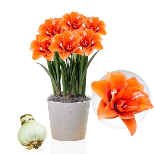 Amaryllis Celica Zwiebel, 1 Blumenzwiebel in Großformat 26/30, Exklusive, Blumenzwiebeln, Pflanzen und Blumen aus Holland, Echte Hippeastrum Zwiebeln (keine Samen, Wachs und nicht künstlich) von DUTCH BULBS EXCLUSIVE PLANTS FROM HOLLAND