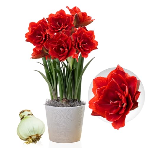 Amaryllis Cherry Nymph Zwiebel, 1 Blumenzwiebel in Großformat 26/30, Exklusive, Blumenzwiebeln, Pflanzen und Blumen aus Holland, Echte Hippeastrum Zwiebeln (keine Samen, Wachs und nicht künstlich) von DUTCH BULBS EXCLUSIVE PLANTS FROM HOLLAND