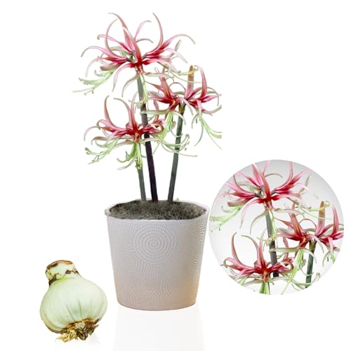 Amaryllis Chico Zwiebel, 1 Blumenzwiebel in Großformat 26/30, Exklusive, Blumenzwiebeln, Pflanzen und Blumen aus Holland, Echte Hippeastrum Zwiebeln (keine Samen, Wachs und nicht künstlich) von DUTCH BULBS EXCLUSIVE PLANTS FROM HOLLAND