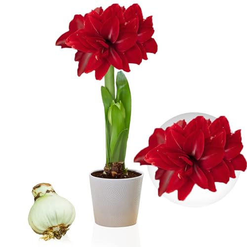 Amaryllis Double Dark Red Zwiebel, 1 Blumenzwiebel in Großformat 26/30, Exklusive, Blumenzwiebeln, Pflanzen und Blumen aus Holland, Echte Hippeastrum Zwiebel (keine Samen, Wachs und nicht künstlich) von DUTCH BULBS EXCLUSIVE PLANTS FROM HOLLAND