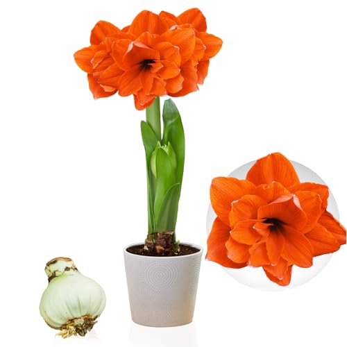 Amaryllis Double Orange Zwiebel, 1 Blumenzwiebel in Großformat 26/30, Exklusive, Blumenzwiebeln, Pflanzen und Blumen aus Holland, Echte Hippeastrum Zwiebeln (keine Samen, Wachs und nicht künstlich) von DUTCH BULBS EXCLUSIVE PLANTS FROM HOLLAND