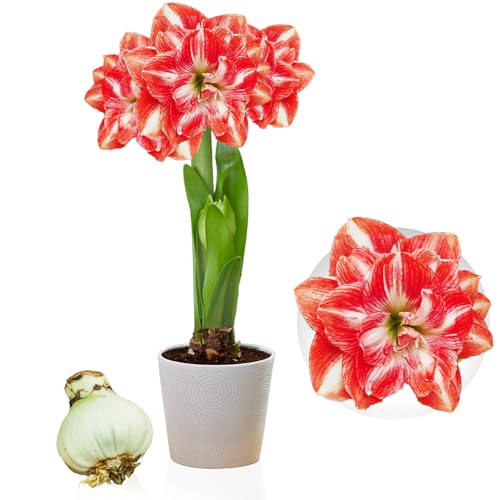 Amaryllis Double Red-White Zwiebel, 1 Blumenzwiebel in Großformat 26/30, Exklusive, Blumenzwiebeln, Pflanzen und Blumen aus Holland, Echte Hippeastrum Zwiebel (keine Samen, Wachs und nicht künstlich) von DUTCH BULBS EXCLUSIVE PLANTS FROM HOLLAND