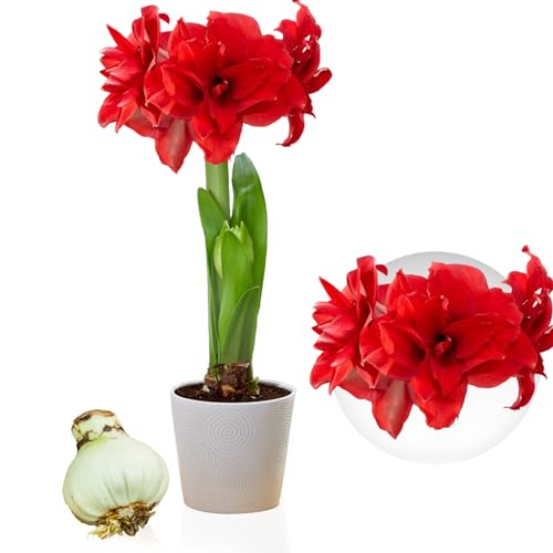 Amaryllis Double Red Zwiebel, 1 Blumenzwiebel in Großformat 26/30, Exklusive, Blumenzwiebeln, Pflanzen und Blumen aus Holland, Echte Hippeastrum Zwiebel (keine Samen, Wachs und nicht künstlich) von DUTCH BULBS EXCLUSIVE PLANTS FROM HOLLAND