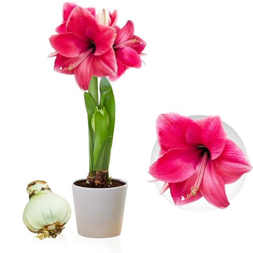 Amaryllis Pink Passion Zwiebel, 1 Zwiebel in Großformat 26/30, Exklusive Blumenzwiebeln, Pflanzen und Blumen aus Holland, Echte Hippeastrum Zwiebeln (keine Samen, nicht in Wachs und nicht künstlich) von DUTCH BULBS EXCLUSIVE PLANTS FROM HOLLAND