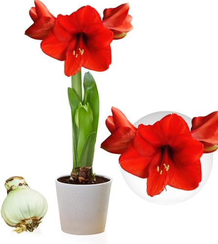 Amaryllis Red Passion Zwiebel, 1 Zwiebel in Großformat 26/30, Exklusive Blumenzwiebeln, Pflanzen und Blumen aus Holland, Echte Hippeastrum Zwiebeln (keine Samen, nicht in Wachs und nicht künstlich) von DUTCH BULBS EXCLUSIVE PLANTS FROM HOLLAND