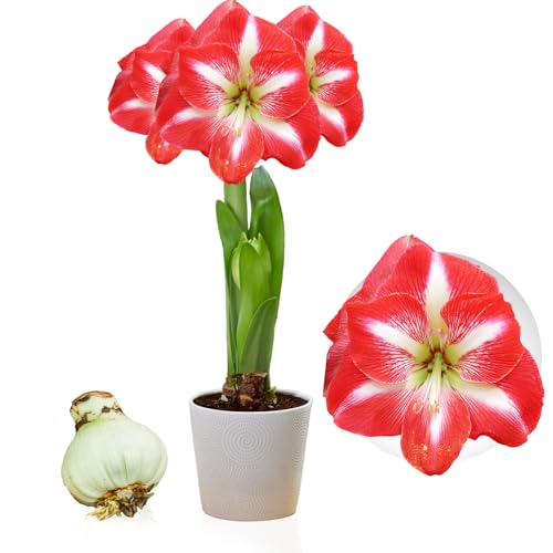 Amaryllis Striped Passion Zwiebel, 1 Zwiebel in Großformat 26/30, Exklusive Blumenzwiebeln, Pflanzen und Blumen aus Holland, Echte Hippeastrum Zwiebeln (keine Samen, Wachs und nicht künstlich) von DUTCH BULBS EXCLUSIVE PLANTS FROM HOLLAND