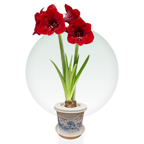 Amaryllis Zwiebel + Topf DIY Pakket - 1 Blumenzwiebel in Großformat 26/30 - Blumenzwiebeln Amarillis - Echte Pflanzen aus Holland - Hippeastrum Zwiebeln (keine Samen, Wachs und nicht künstlich) von DUTCH BULBS EXCLUSIVE PLANTS FROM HOLLAND