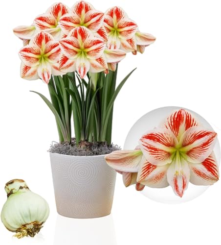 Amaryllis Zwiebel Clown - 1 Blumenzwiebel in Großformat 26/30 - Exklusive Blumenzwiebeln Amarillis - Echte Pflanzen aus Holland - Hippeastrum Zwiebeln (keine Samen, Wachs und nicht künstlich) von DUTCH BULBS EXCLUSIVE PLANTS FROM HOLLAND