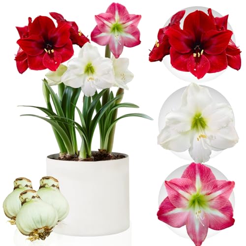 Amaryllis Zwiebel Kollektion, 3 Blumenzwiebeln in Großformat 26/28, Exklusive Mischung von Pflanzen und Blumen aus Holland, Echte Hippeastrum Zwiebeln (keine Samen, Wachs und nicht künstlich) von DUTCH BULBS EXCLUSIVE PLANTS FROM HOLLAND