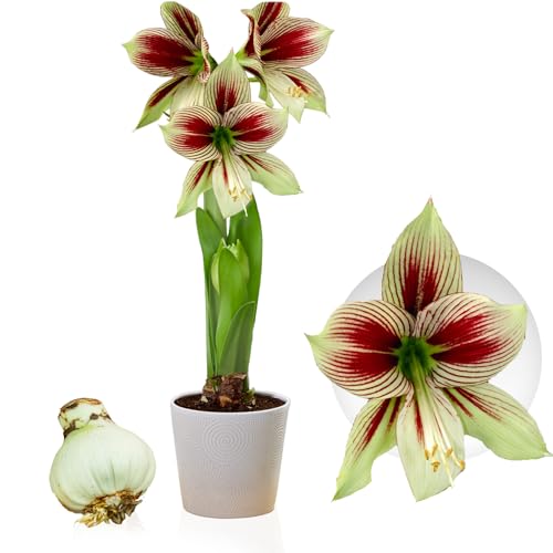 Amaryllis Zwiebel Papilio - 1 Blumenzwiebel in Großformat 20/22 - Exklusive Blumenzwiebeln Amarillis - Echte Pflanzen aus Holland - Hippeastrum Zwiebeln (keine Samen, Wachs und nicht künstlich) von DUTCH BULBS EXCLUSIVE PLANTS FROM HOLLAND