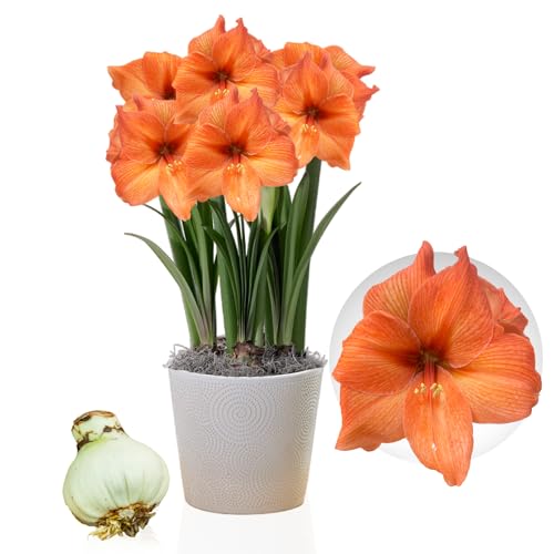 Amaryllis Zwiebel Rilona - 1 Blumenzwiebel in Großformat 26/30 - Exklusive Blumenzwiebeln Amarillis - Echte Pflanzen aus Holland - Hippeastrum Zwiebeln (keine Samen, Wachs und nicht künstlich) von DUTCH BULBS EXCLUSIVE PLANTS FROM HOLLAND