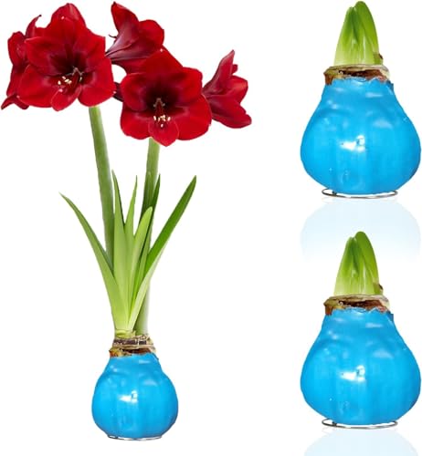 Amaryllis in Wachs Blau - 2 Wachsamaryllis Blumenzwiebeln - Amaryllis Zwiebel in Großformat 28/30 - Exklusive Mischung von Echte Pflanzen aus Holland - Hippeastrum (keine Samen,nicht künstlich) von DUTCH BULBS EXCLUSIVE PLANTS FROM HOLLAND
