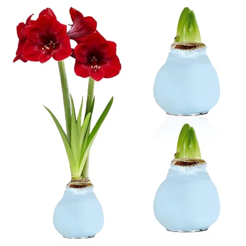 Amaryllis in Wachs Blau - 2 Wachsamaryllis Blumenzwiebeln - Wax Amaryllis Zwiebel in Großformat 26/28 - Mischung von echte Pflanzen aus Holland - Hippeastrum (keine Samen, nicht künstlich) von DUTCH BULBS EXCLUSIVE PLANTS FROM HOLLAND