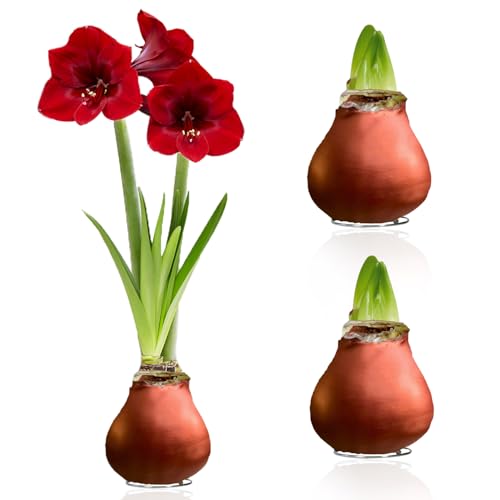 Amaryllis in Wachs Bronze - Wachsamaryllis Blumenzwiebeln - Amaryllis Zwiebel in Großformat 26/30 - Exklusive Echte Pflanzen aus Holland, Hippeastrum (keine Samen,nicht künstlich) von DUTCH BULBS EXCLUSIVE PLANTS FROM HOLLAND
