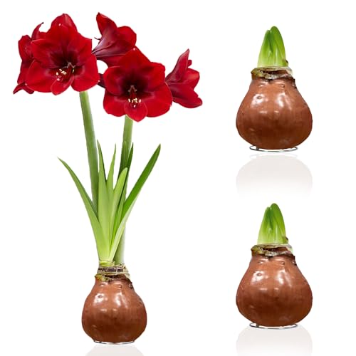 Amaryllis in Wachs Choco - 2 Wachsamaryllis Blumenzwiebeln - Wax Amaryllis Zwiebel in Großformat 28/30 - Exklusive Echte Pflanzen aus Holland - Hippeastrum (keine Samen, nicht künstlich) von DUTCH BULBS EXCLUSIVE PLANTS FROM HOLLAND