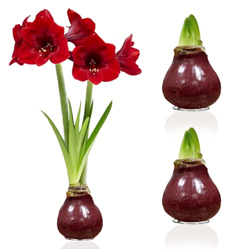 Amaryllis in Wachs Dark Red - 2 Wachsamaryllis Blumenzwiebeln - Wax Amaryllis Zwiebel in Großformat 28/30 - Mischung von echte Pflanzen aus Holland - Hippeastrum (keine Samen, nicht künstlich) von DUTCH BULBS EXCLUSIVE PLANTS FROM HOLLAND