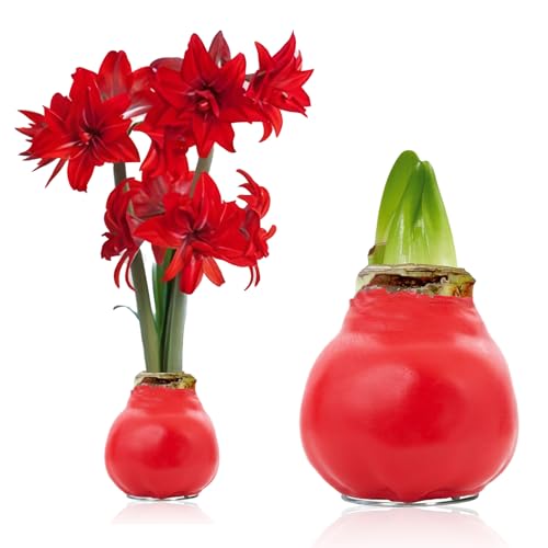 Amaryllis in Wachs Double Crimson - (1 Stück) Rot Wax Amaryllis Zwiebel in Großformat 30/32 - Exklusive Mischung von echte Pflanzen aus Holland - Hippeastrum (keine Samen - nicht künstlich) von DUTCH BULBS EXCLUSIVE PLANTS FROM HOLLAND