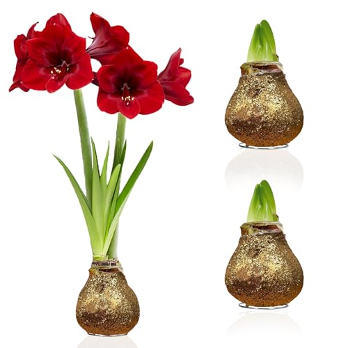 Amaryllis in Wachs Glitter Gold - 2 Wachsamaryllis Blumenzwiebeln - Wax Amaryllis Zwiebel in Großformat 28/30 - Mischung von echte Pflanzen aus Holland - Hippeastrum (keine Samen, nicht künstlich) von DUTCH BULBS EXCLUSIVE PLANTS FROM HOLLAND