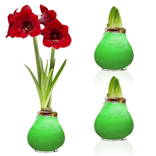 Amaryllis in Wachs Grün - 2 Wachsamaryllis Blumenzwiebeln - Wax Amaryllis Zwiebel in Großformat 26/28 - Exklusive Mischung von echte Pflanzen aus Holland - Hippeastrum (keine Samen, nicht künstlich) von DUTCH BULBS EXCLUSIVE PLANTS FROM HOLLAND