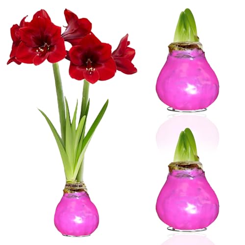 Amaryllis in Wachs Pink - 2 Wachsamaryllis Blumenzwiebeln - Wax Amaryllis Zwiebel in Großformat 28/30 - Mischung von echte Pflanzen aus Holland - Hippeastrum (keine Samen, nicht künstlich) von DUTCH BULBS EXCLUSIVE PLANTS FROM HOLLAND