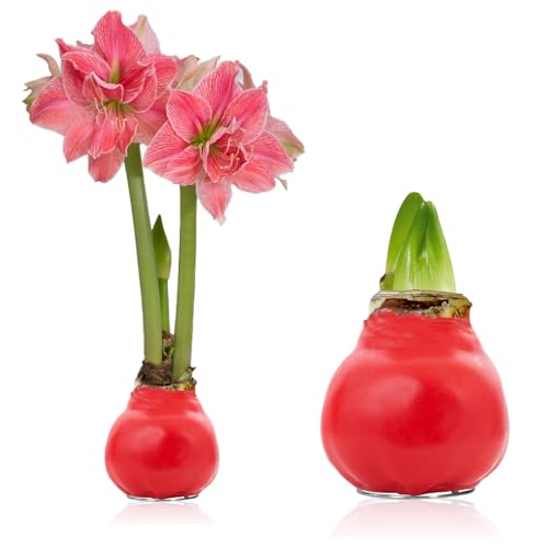 Amaryllis in Wachs Romance - (1 Stück) Rot Wax Amaryllis Zwiebel in Großformat 30/32 - Exklusive Mischung von echte Pflanzen aus Holland - Hippeastrum (keine Samen - nicht künstlich) von DUTCH BULBS EXCLUSIVE PLANTS FROM HOLLAND
