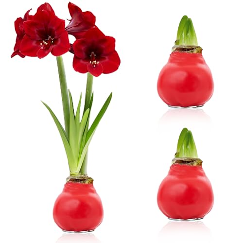 Amaryllis in Wachs Rot - 2 Wachsamaryllis Blumenzwiebeln - Wax Amaryllis Zwiebel in Großformat 26/28 - Exklusive Echte Pflanzen aus Holland - Hippeastrum (keine Samen, nicht künstlich) von DUTCH BULBS EXCLUSIVE PLANTS FROM HOLLAND