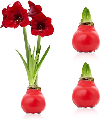 Amaryllis in Wachs Rot - 2 Wachsamaryllis Blumenzwiebeln - Wax Amaryllis Zwiebel in Großformat 28/30 - Exklusive Mischung von echte Pflanzen aus Holland - Hippeastrum (keine Samen, nicht künstlich) von DUTCH BULBS EXCLUSIVE PLANTS FROM HOLLAND