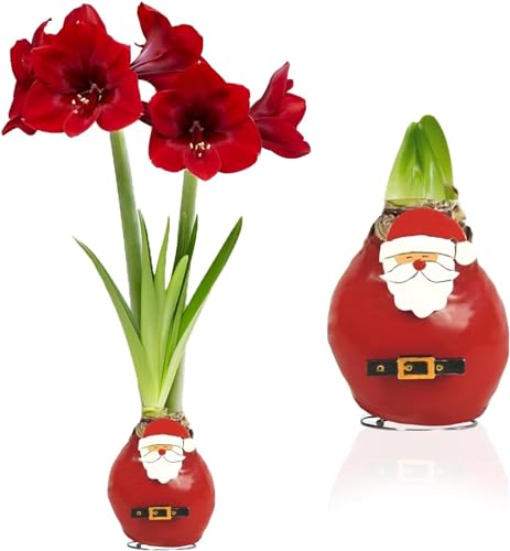 Amaryllis in Wachs Santa Claus - 1 Wax Amaryllis zwiebel in Großformat 26/30 - Exklusive Blumenzwiebeln Echte Pflanzen und Blumen aus Holland - Hippeastrum Zwiebeln (keine Samen, nicht künstlich) von DUTCH BULBS EXCLUSIVE PLANTS FROM HOLLAND