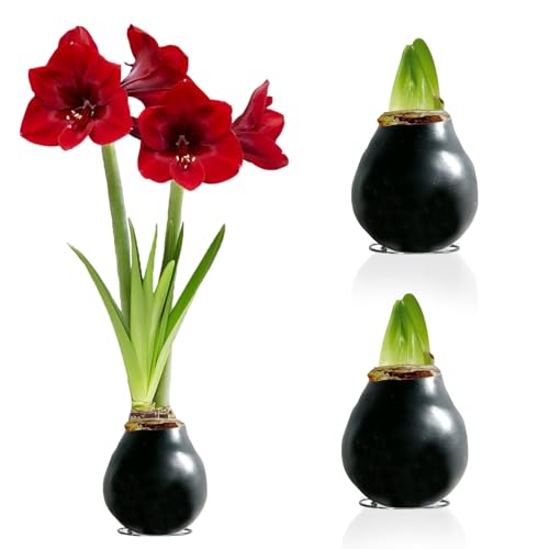 Amaryllis in Wachs Schwarz - 2 Wachsamaryllis Blumenzwiebeln - Amaryllis Zwiebel in Großformat 26/28 - Exklusive Mischung von Echte Pflanzen aus Holland - Hippeastrum (keine Samen,nicht künstlich) von DUTCH BULBS EXCLUSIVE PLANTS FROM HOLLAND