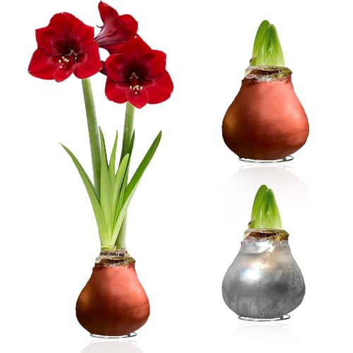 Amaryllis in Wachs Silber, Bronze - Wachsamaryllis Blumenzwiebeln - Amaryllis Zwiebel in Großformat 26/28 - Exklusive Mischung von Echte Pflanzen aus Holland, Hippeastrum (keine Samen,nicht künstlich) von DUTCH BULBS EXCLUSIVE PLANTS FROM HOLLAND