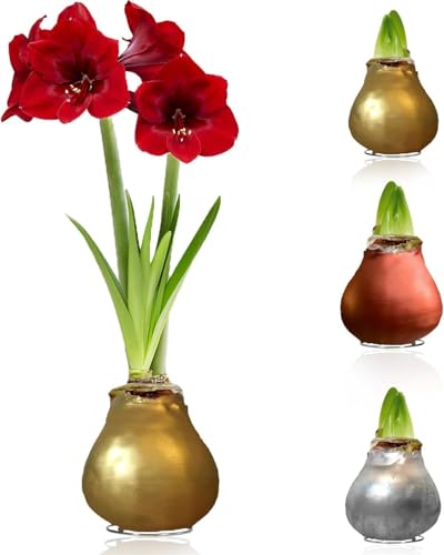 Amaryllis in Wachs Silber, Gold, Bronze - 3 Wachsamaryllis Blumenzwiebeln - Amaryllis Zwiebel in Großformat 28/30 - Echte Pflanzen aus Holland - Hippeastrum (keine Samen,nicht künstlich) von DUTCH BULBS EXCLUSIVE PLANTS FROM HOLLAND