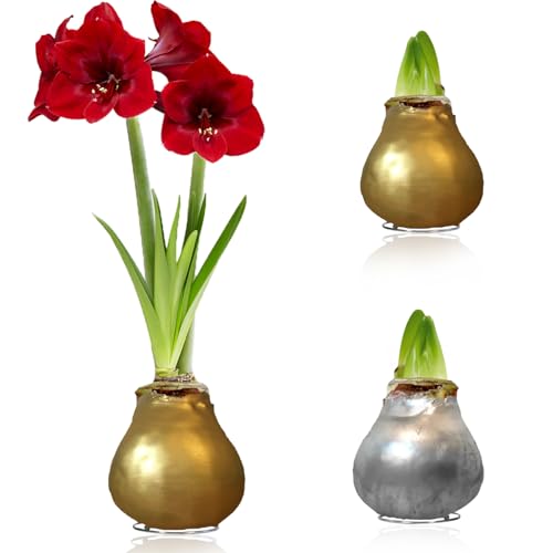 Amaryllis in Wachs Silber, Gold - Wachsamaryllis Blumenzwiebeln - Amaryllis Zwiebel in Großformat 26/28 - Exklusive Mischung von Echte Pflanzen aus Holland, Hippeastrum (keine Samen,nicht künstlich) von DUTCH BULBS EXCLUSIVE PLANTS FROM HOLLAND